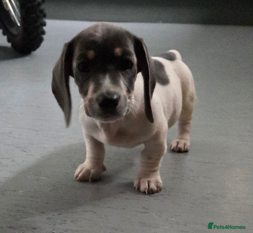 Miniature Dachshund dogs - Advert 4
