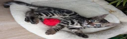 Bengal cats for sale: Bengal kittens in Essex TICA registered purebred  in Colchester - Advert 16