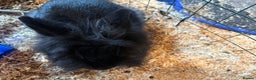 Lionhead rabbits for sale: Beautiful black fluffy rabbit - Advert 2