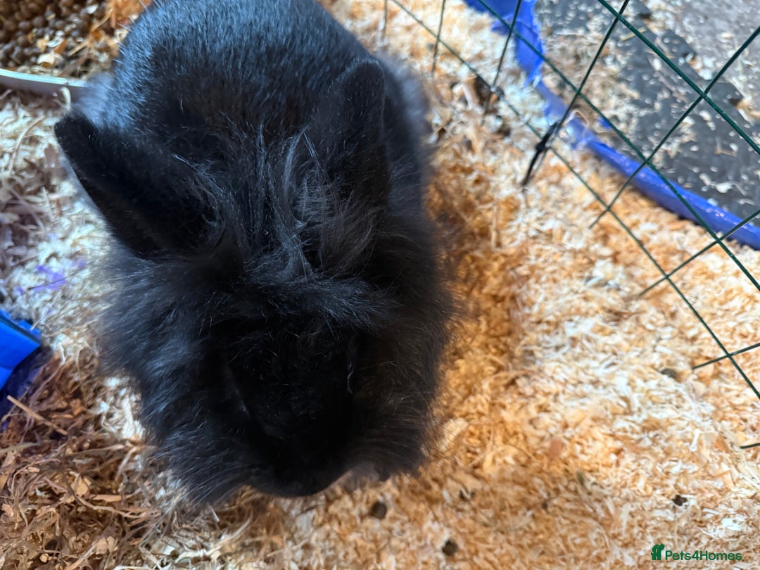 Lionhead rabbits for sale: Beautiful black fluffy rabbit - Advert 2