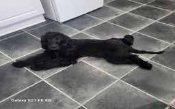 Cocker Spaniel dogs for sale: COCKER SPANIEL  - Image 2