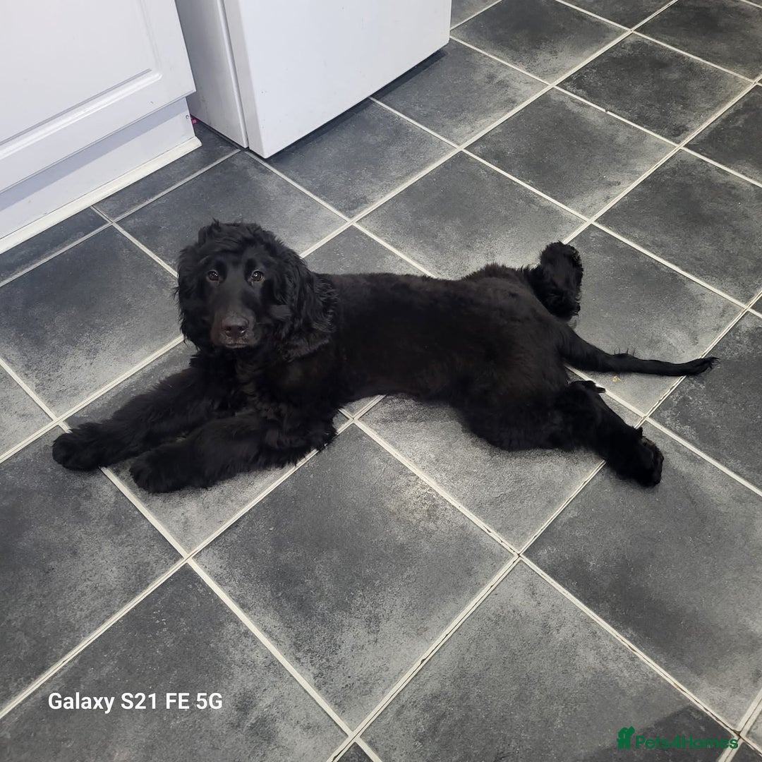Cocker Spaniel dogs for sale: COCKER SPANIEL  - Image 2