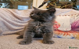 Maine Coon cats for sale: Maine Coon kittens available Chunky and confident - Image 2