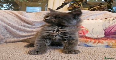 Maine Coon cats - Advert 14