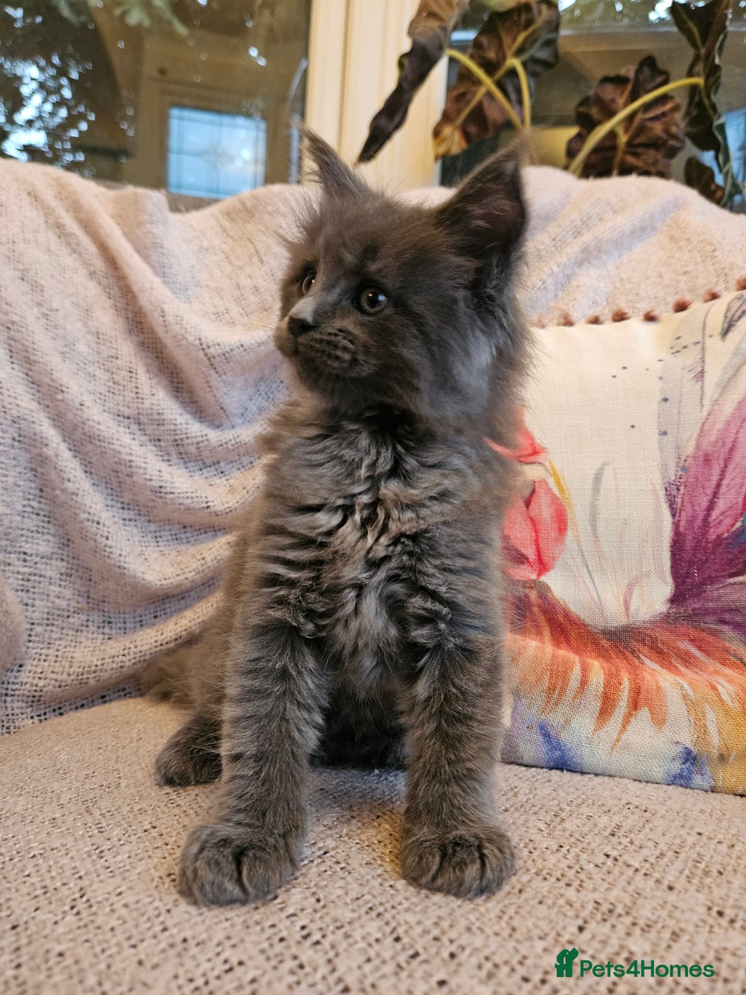 Maine Coon cats for sale: Maine Coon kittens available Chunky and confident - Image 2