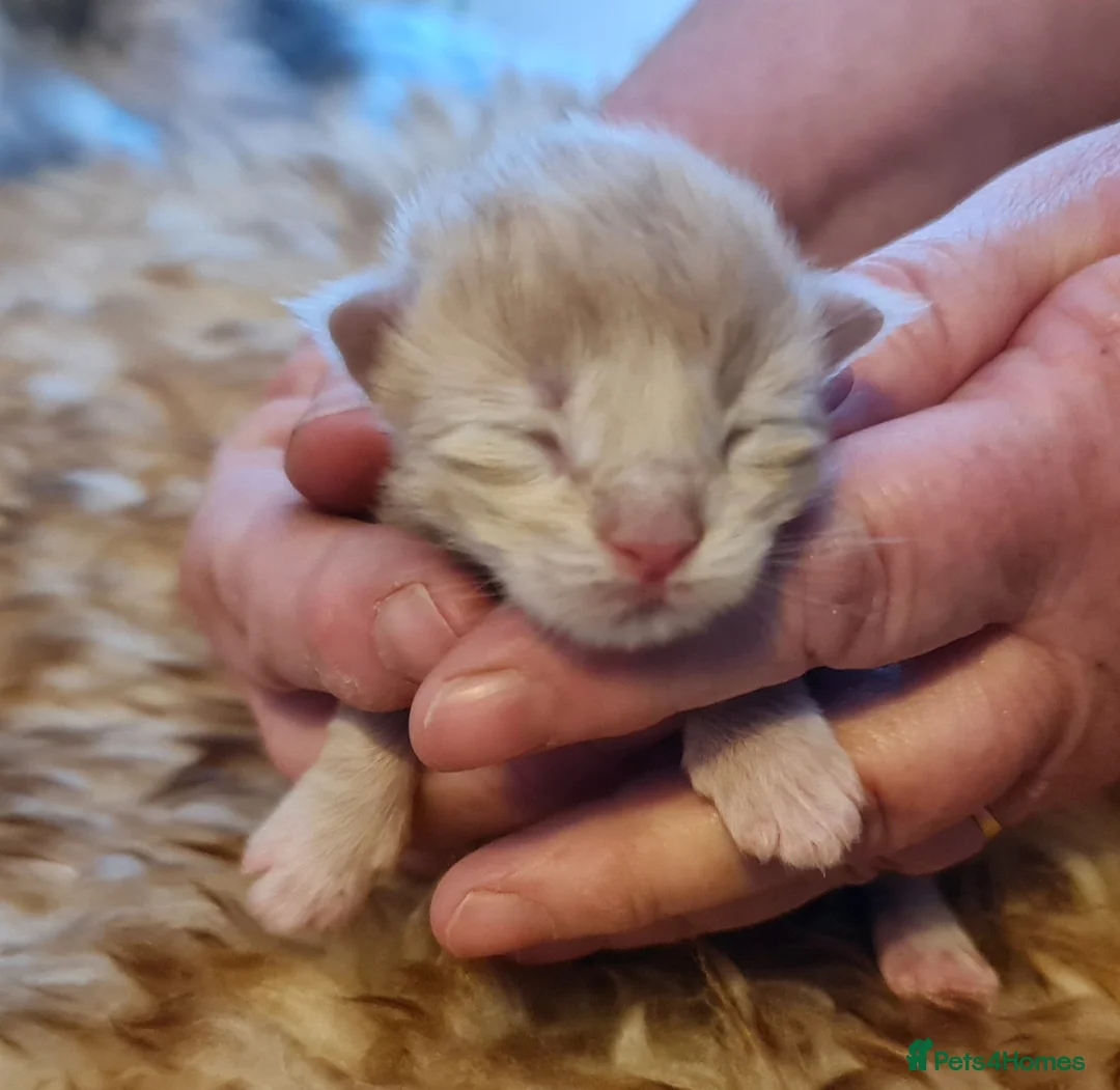 Maine Coon cats for sale: Beautiful TICA registered Maine Coon kittens in Darlington - Advert 21