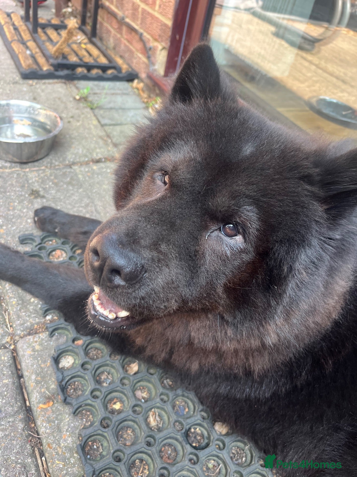 Chow Chow dogs Kissy - Advert 2