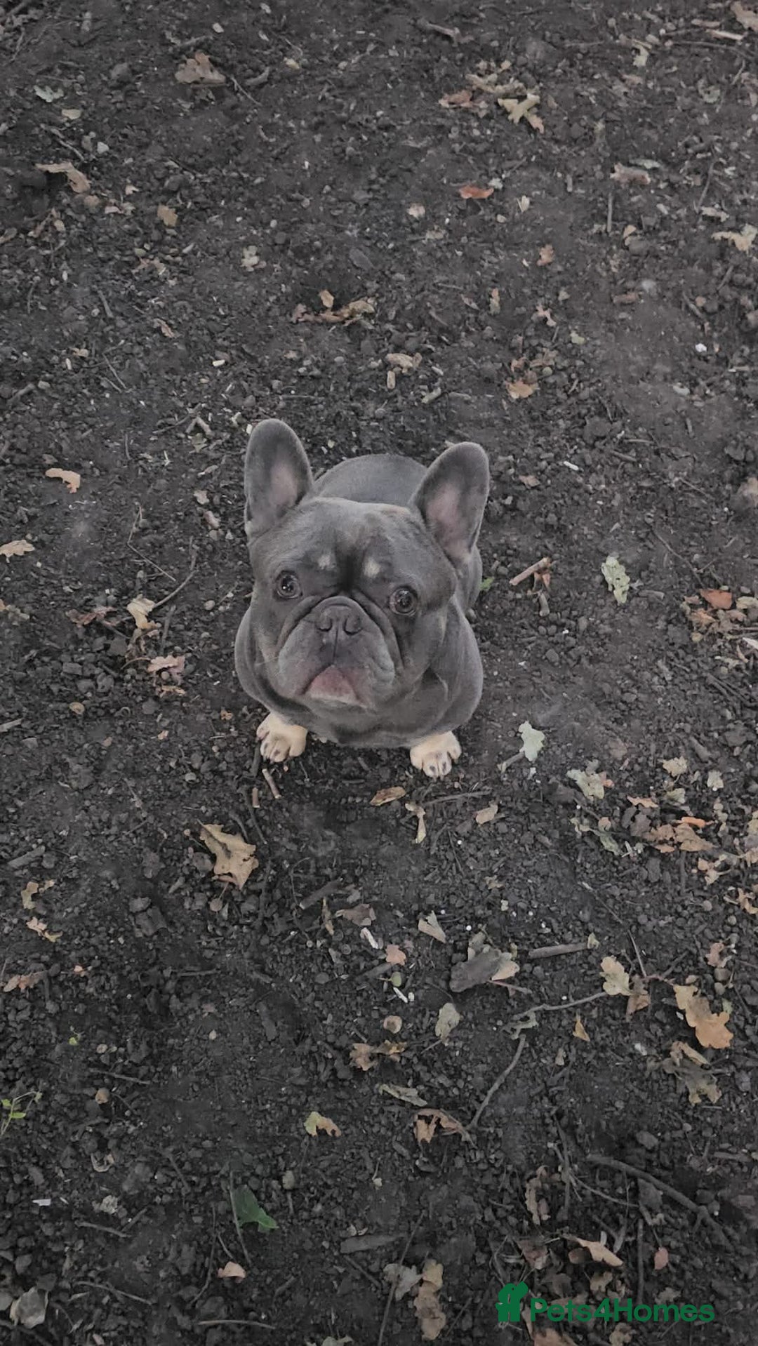 French Bulldog dogs for stud: Blue And Tan Frenchie (Stud) - Advert 6