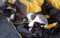 Mixed Breed cats for sale: Kittens - Image 3