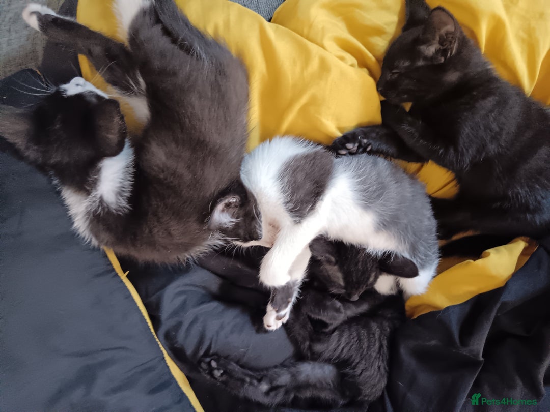 Mixed Breed cats for sale: Kittens - Image 3