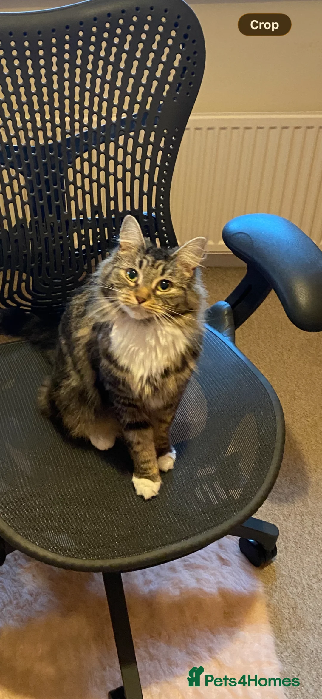 Mixed Breed cats for sale: Beautiful Fluffy Kittens  - Advert 2