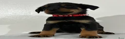 Rottweiler dogs for sale: Gentle Giants: Family-Raised Rottweiler Puppies - Advert 11