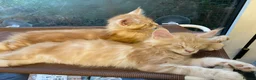 Maine Coon cats for sale: Beautiful Main Coon Kittens Ready - Advert 8