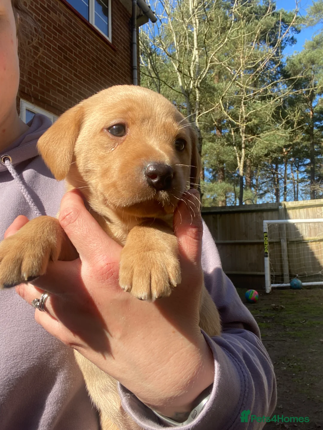 Labrador Retriever dogs for sale: Gorgeous KC Working Labrador Bitch Puppy - Advert 2