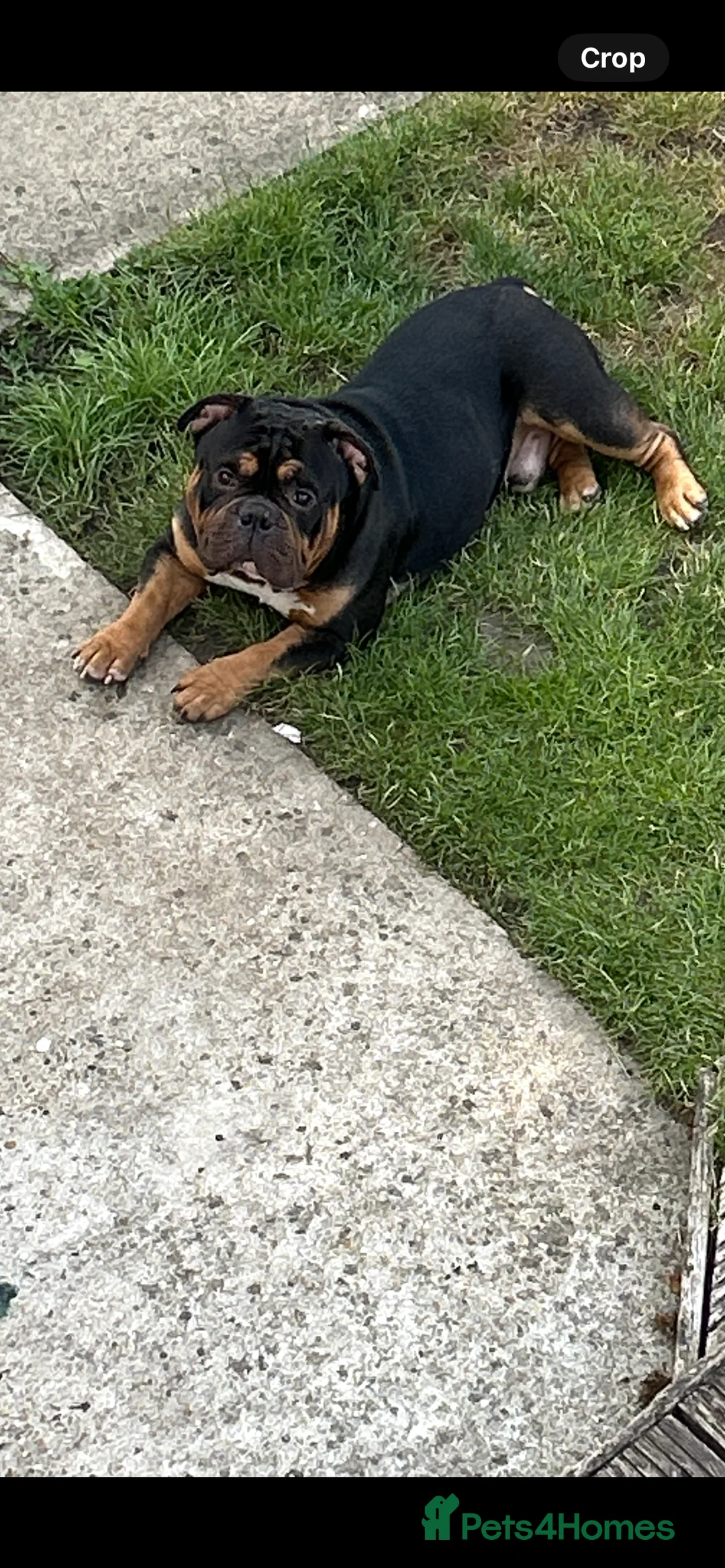 American Bully dogs for sale: American pocket bully puppies  - Advert 2