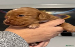 Cocker Spaniel dogs for sale: Red Cocker Spaniel Puppies - Image 20