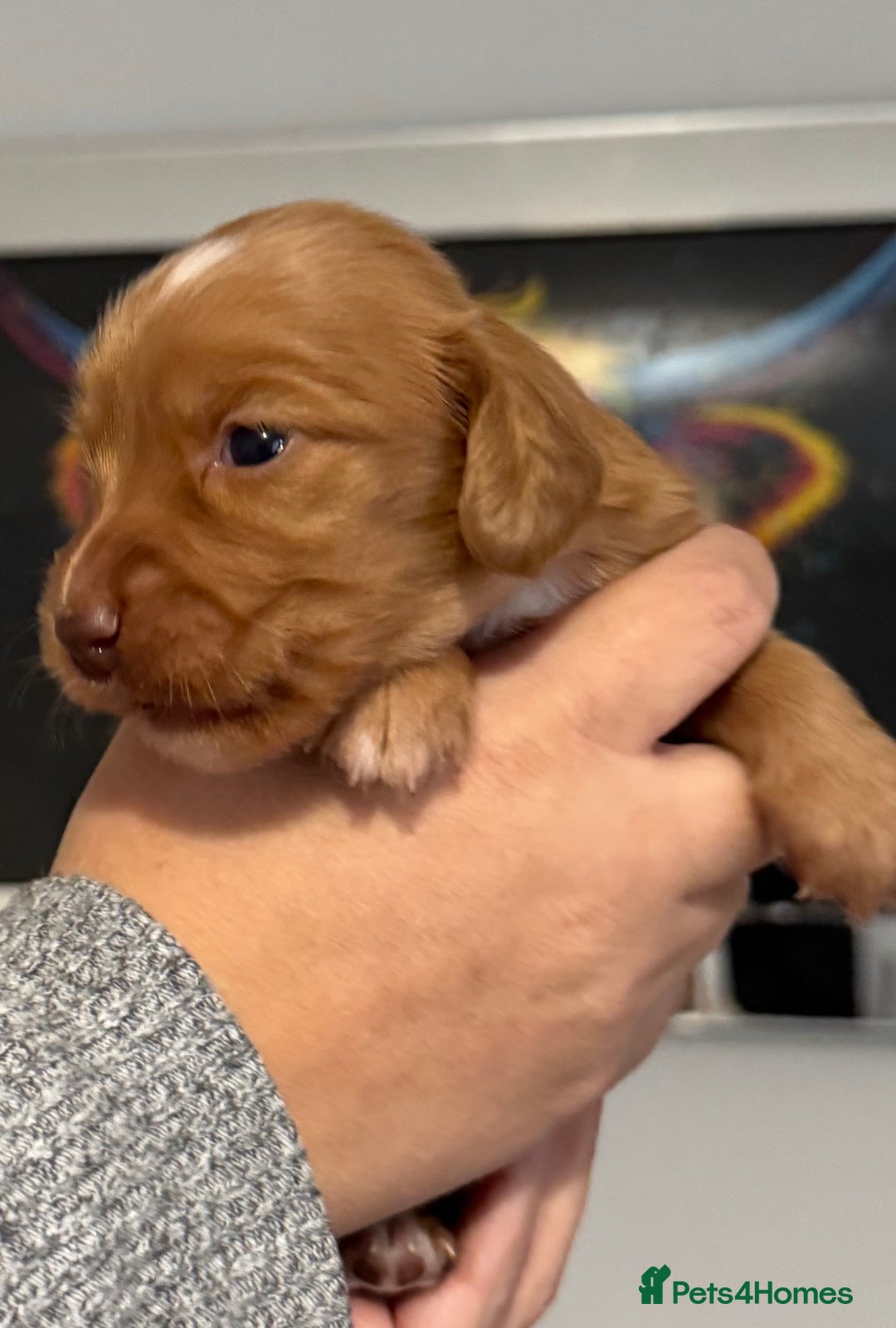 Cocker Spaniel dogs for sale: Red Cocker Spaniel Puppies - Image 20