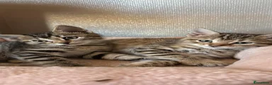 Bengal 5
