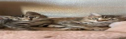 Bengal cats for sale: Bengals  in London - Advert 21