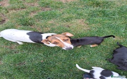 Mixed Breed dogs for sale: Jack Russell and Coker Spaniel  - Image 8