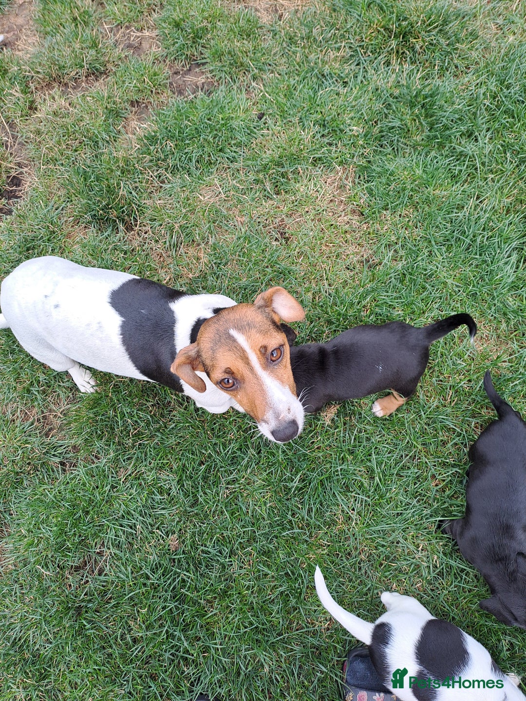 Mixed Breed dogs for sale: Jack Russell and Coker Spaniel  - Image 8