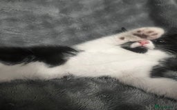 Mixed Breed cats for sale: 🐾 Three Charming Gentlemen Looking for Homes! 🐾 - Image 8