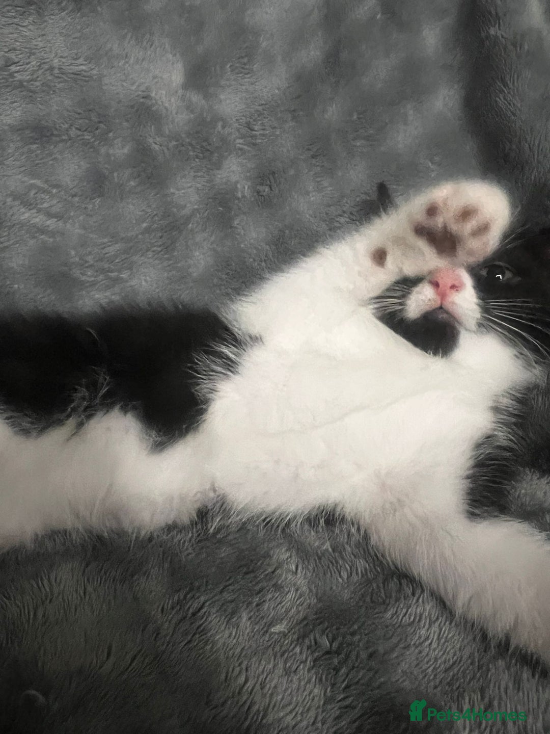 Mixed Breed cats for sale: 🐾 Three Charming Gentlemen Looking for Homes! 🐾 - Image 8