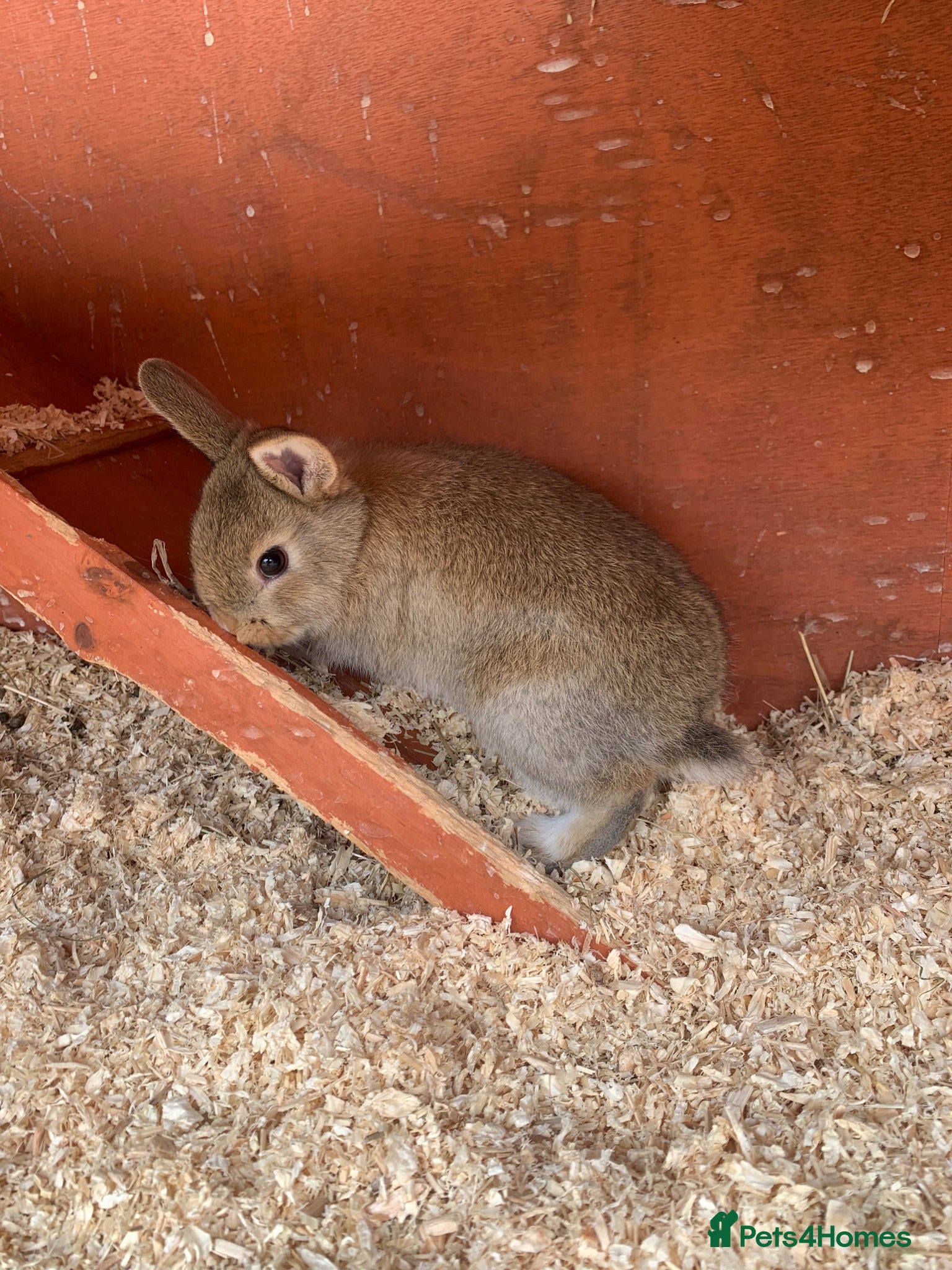 Netherland Dwarf rabbits Netherland Dwarf / Cross Baby Rabbits  - Advert 2