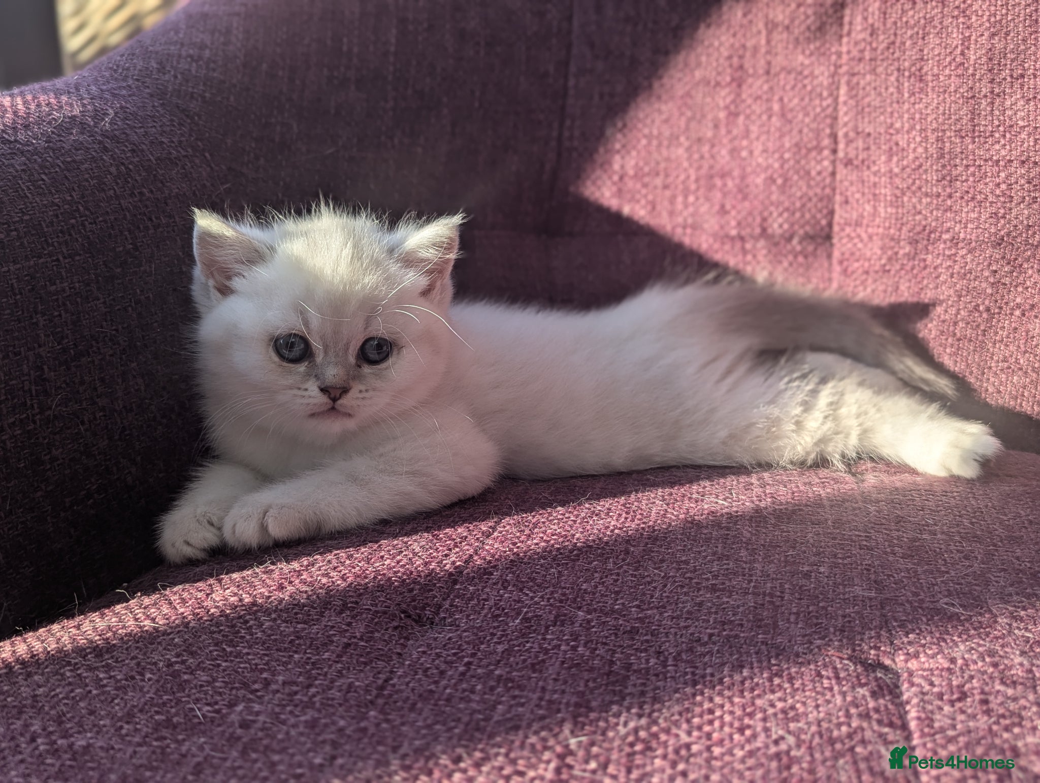 British Shorthair cats Beautiful British shorthair kittens - Advert 1