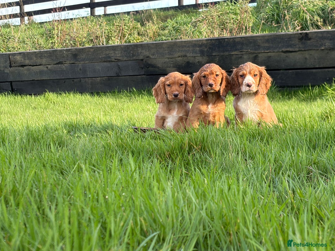 Cocker Spaniel dogs for sale: Cocker spaniel pups - Advert 1