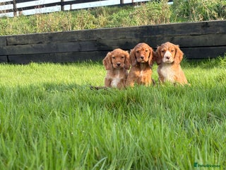 Cocker Spaniel dogs Cocker spaniel pups - Advert 5