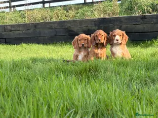 Cocker Spaniel dogs Cocker spaniel pups - Advert 13