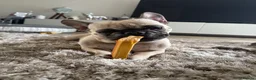 French Bulldog dogs for sale: French bulldog female  - Advert 12