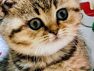 British Shorthair cats Blue, chocolate golden girls - Advert 12