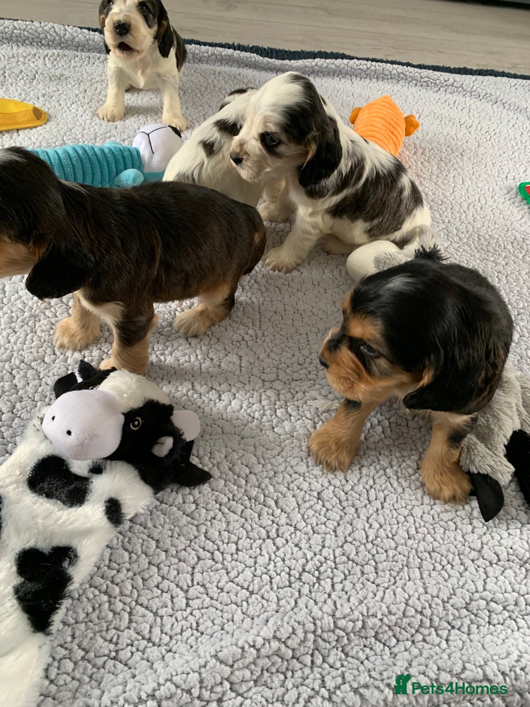 Cocker Spaniel dogs for sale: Health tested KC reg show type cocker spaniels  in Abergele - Image 8
