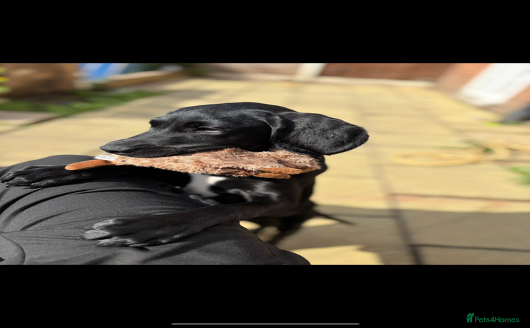 Springador dogs - Advert 1