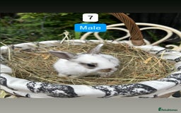 Mini Lop rabbits for sale: Baby Rabbits (ready to reserve) - Image 7