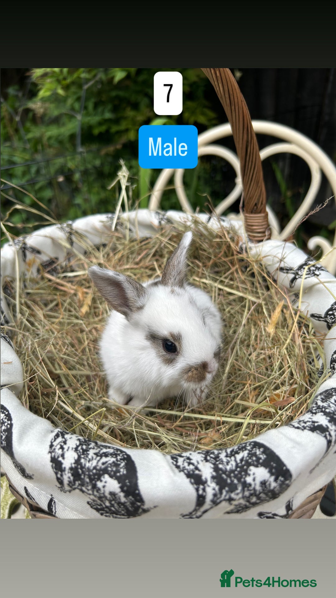 Mini Lop rabbits for sale: Baby Rabbits (ready to reserve) - Image 7