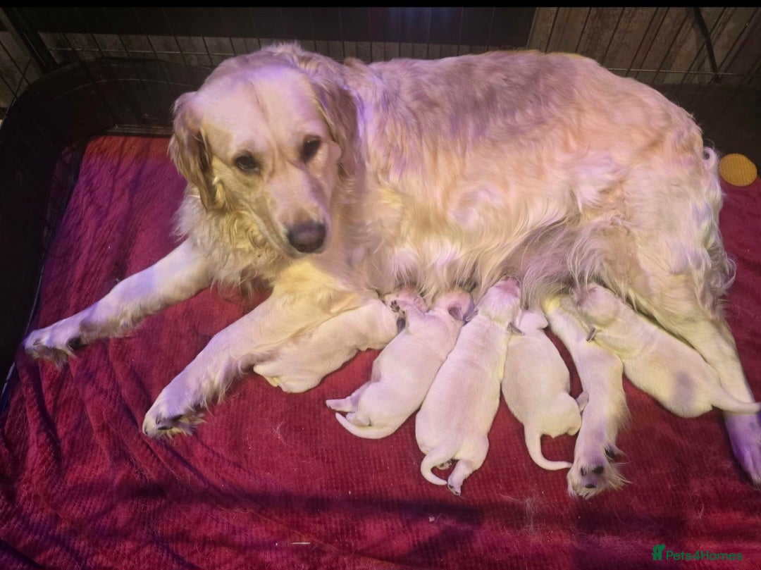 Golden Retriever dogs Beautiful Golden Retriever Puppies  - Advert 1