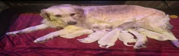 Golden Retriever dogs for sale: Beautiful Golden Retriever Puppies  - Advert 1