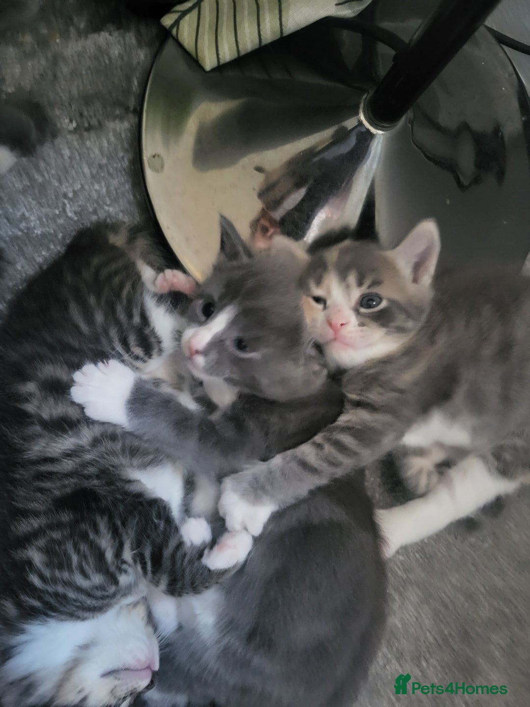 Domestic Shorthair cats for sale: Gorgeous Kittens for sale - Image 7