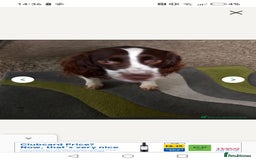 English Springer Spaniel dogs for sale: 2 year old springer - Image 1