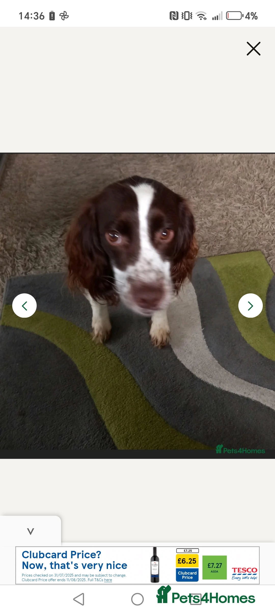 English Springer Spaniel dogs for sale: 2 year old springer - Image 1