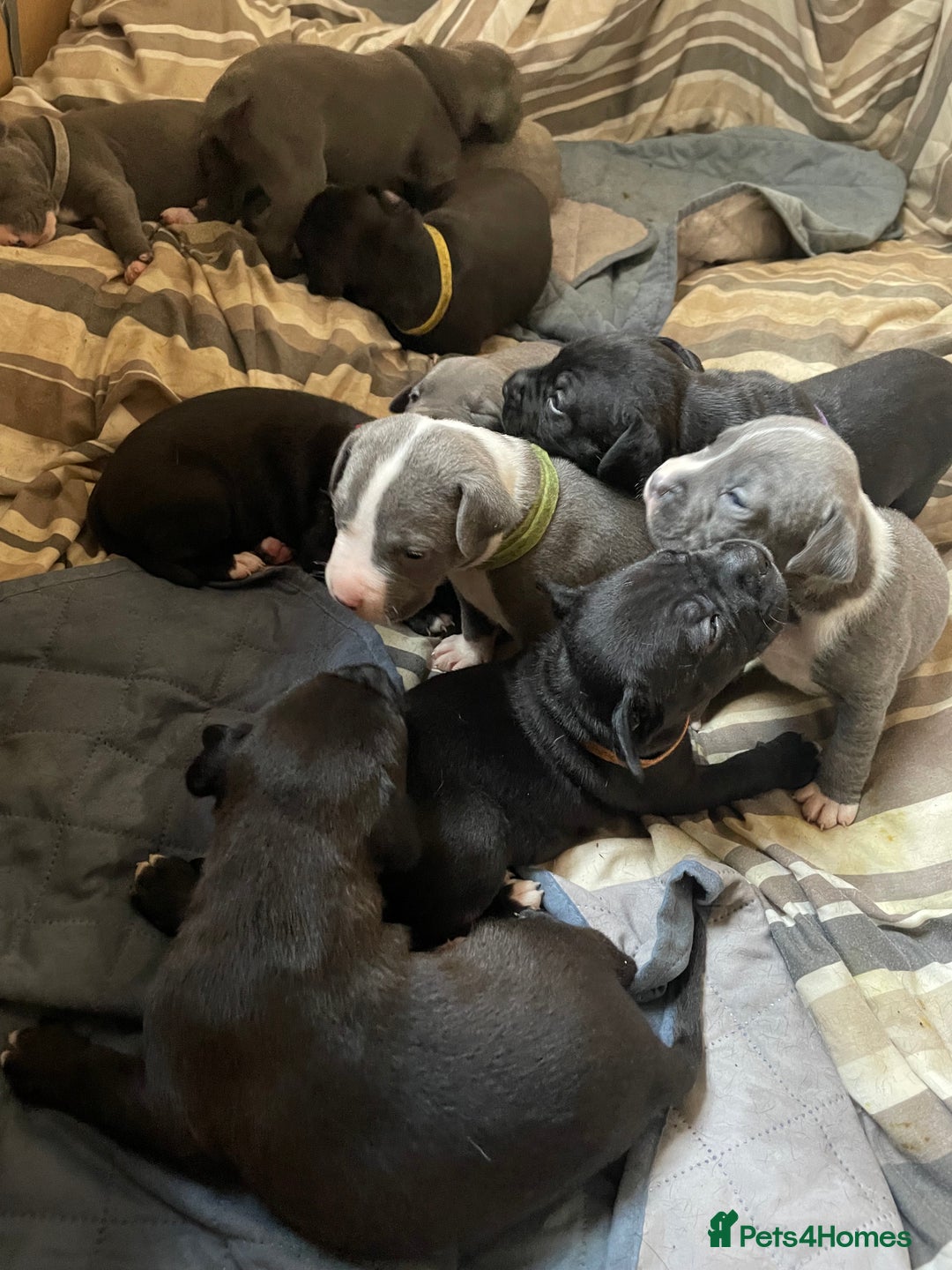 Staffordshire Bull Terrier dogs for sale: Original "Old-Blood" Black/Blue Staff pups *RARE* - Image 16