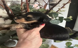 Jackapoo dogs for sale: Stunning Jackapoo pups  - Image 4