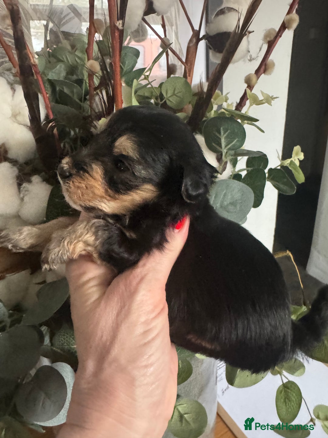 Jackapoo dogs for sale: Stunning Jackapoo pups  - Image 4