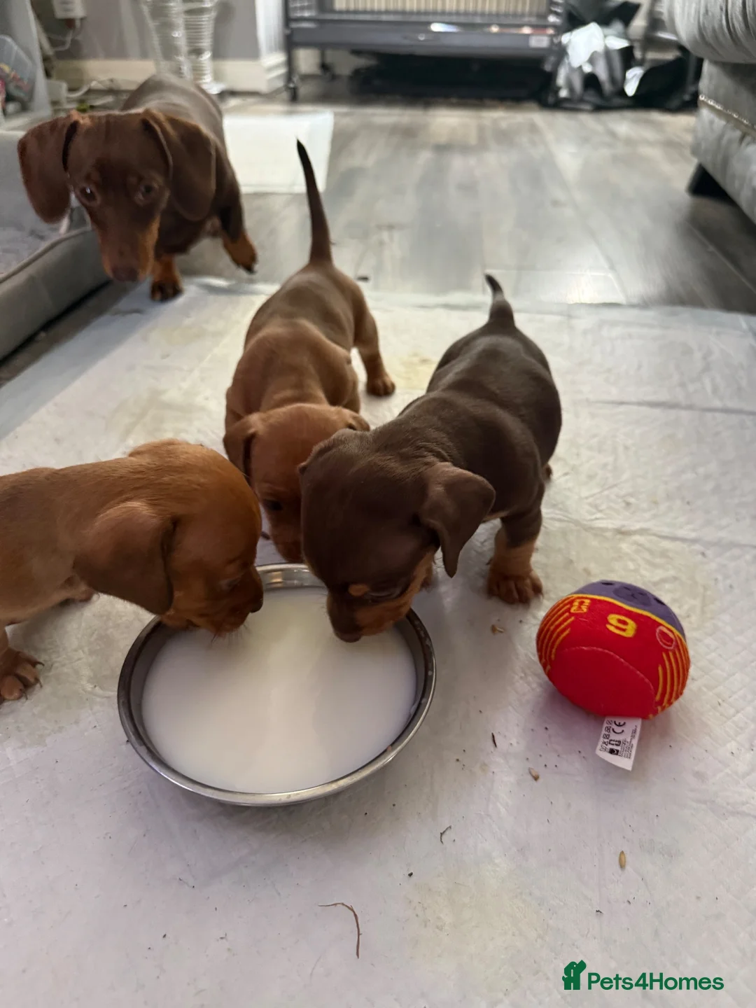 Miniature Dachshund dogs for sale: 3 beautiful little boys looking for new homes - Advert 2