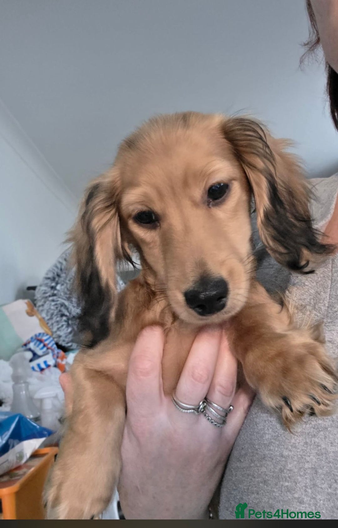Miniature Dachshund dogs for sale: Beautiful KC reg long Haired  - Advert 1