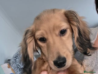 Miniature Dachshund dogs Beautiful KC reg long Haired - Advert 1