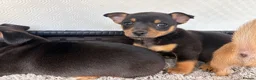 Mixed Breed dogs for sale: Jack Russell Cross Chorkie Puppies - Advert 28